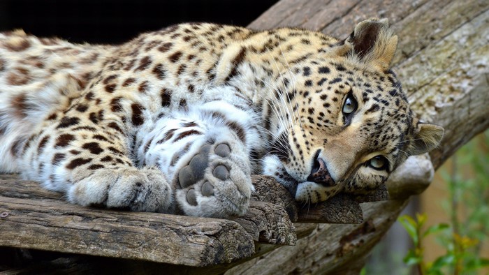 Leopard resting on a wooden structure