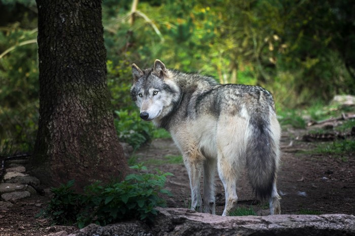 4K Wolves in Forest