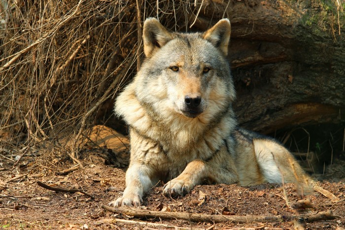Wolf lying down in forest