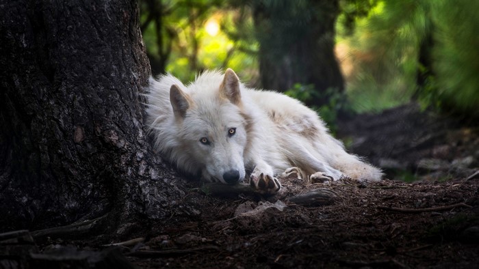White wolf resting by a tree in a forest