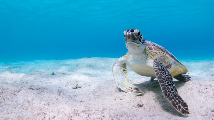 Green Sea Turtle Underwater