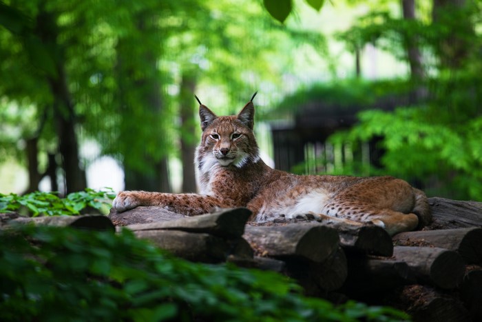 Lynx resting on logs in a forest