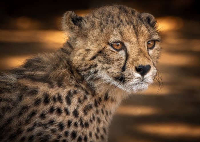 Close-up of a young cheetah's face
