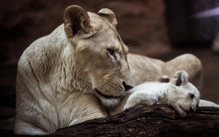 White Lioness and Cub on a Log