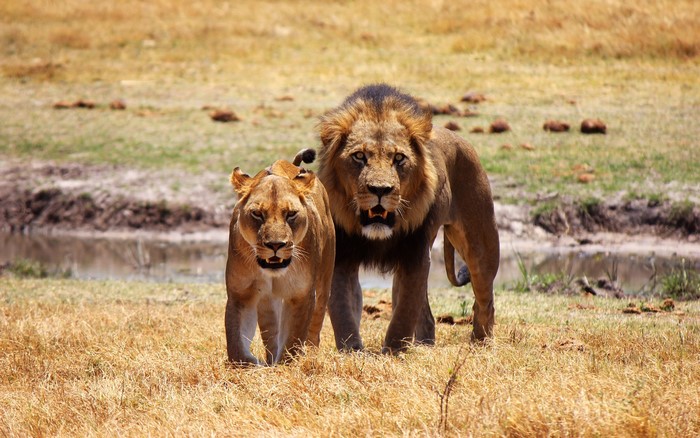 Male and female lions standing in dry grass near water