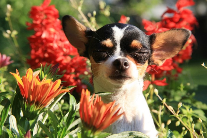 Chihuahua dog with eyes closed among flowers