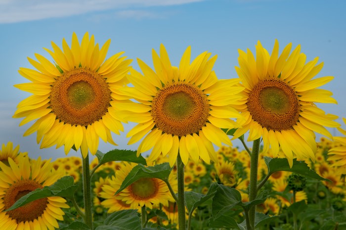 Three Sunflowers in a Field