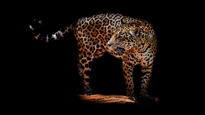 Jaguar on a black background