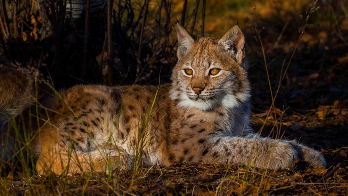 Lynx lying in the grass