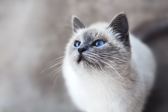 Siamese Cat with Blue Eyes Looking Up