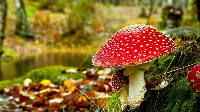 Amanita muscaria mushrooms in a forest setting