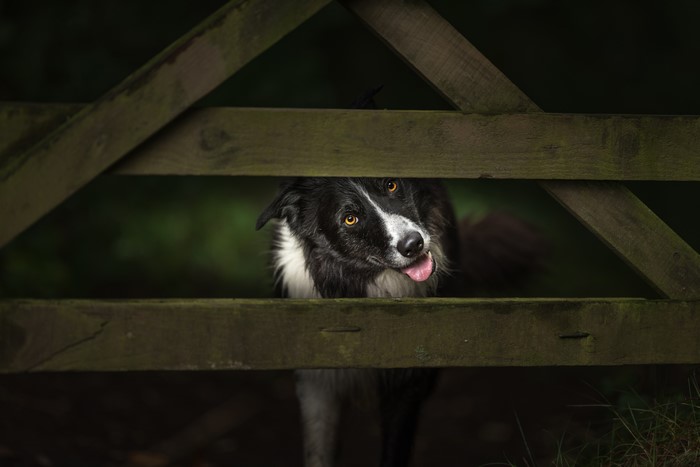 Border Collie peeking through a wooden fence