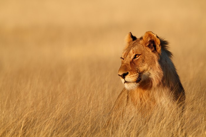 Lioness in tall dry grass at sunset