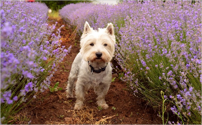 West Highland White Terrier in a lavender field