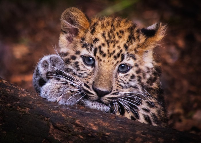 Leopard cub resting on a log