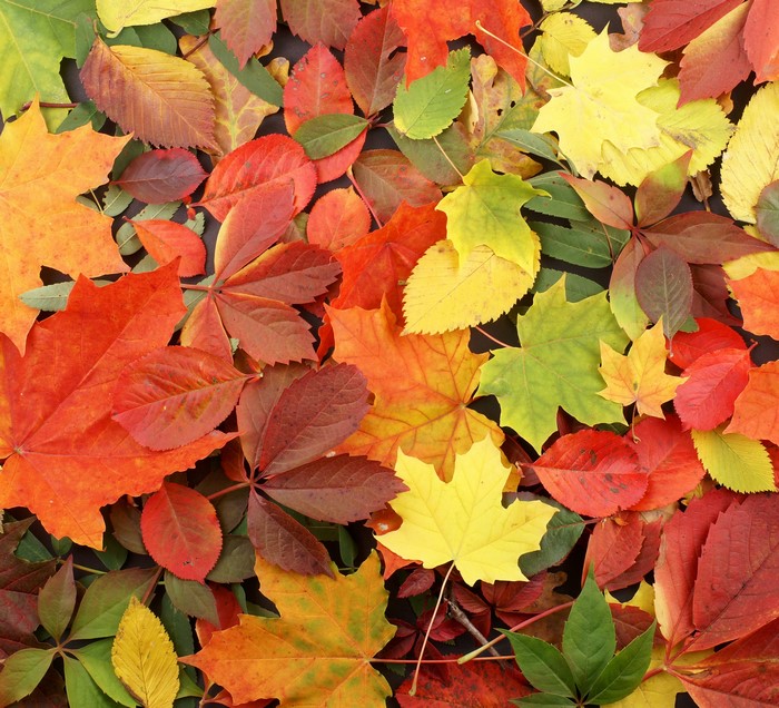 4K Autumn Foliage Closeup