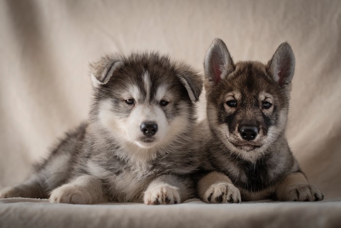 Two Husky Puppies Lying Down