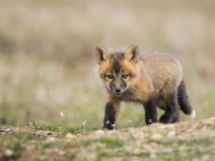 A young fox cub walks in a field