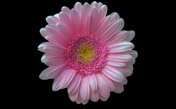 4K Pink Gerbera Daisy Closeup Black Background