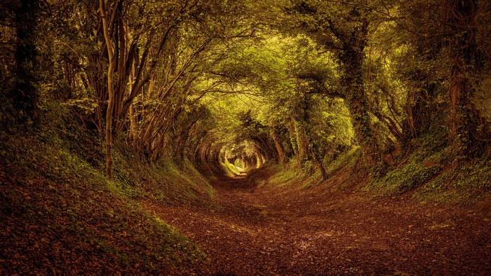 Autumn forest path with trees and foliage