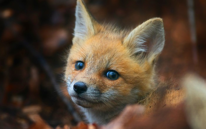 Fox cub peeking from behind leaves