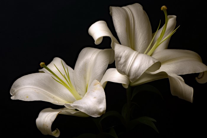 Two white lilies on a black background