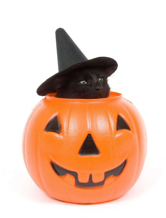 Black cat in a witch hat inside a Halloween pumpkin bucket