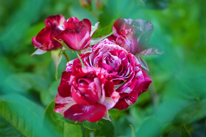 Striped Roses in Bloom