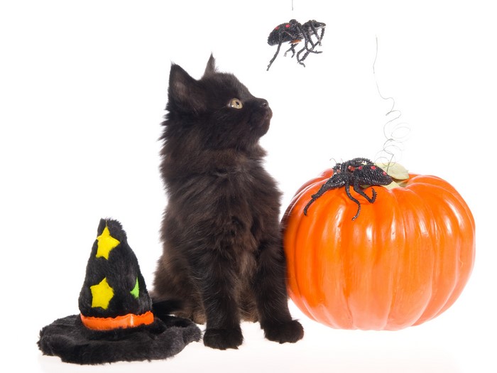 Black kitten with Halloween decorations