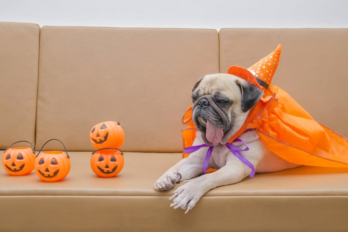 Pug in Halloween Costume with Pumpkin Buckets