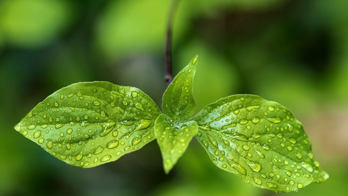 Closeup of green leaves with water drops