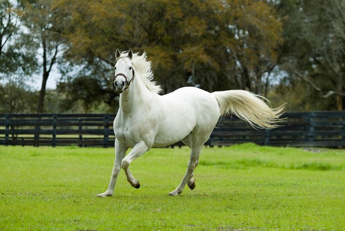 White horse running in a grassy field