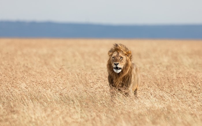 Lion in a grassy field