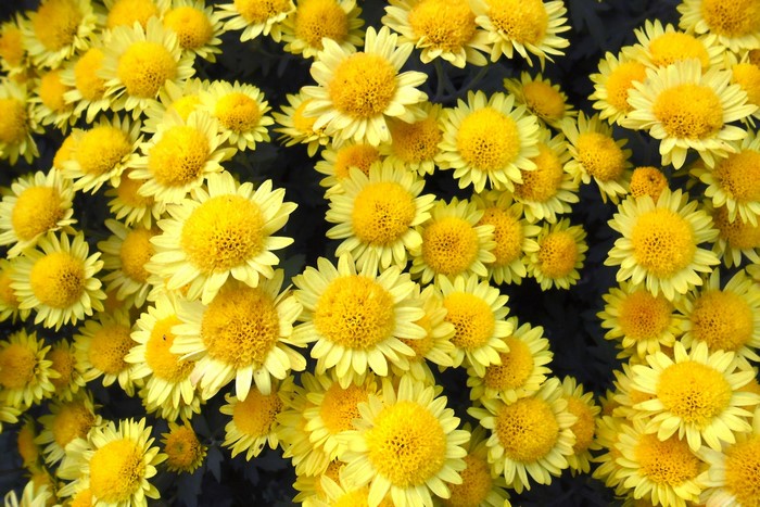 Close-up of yellow chrysanthemums