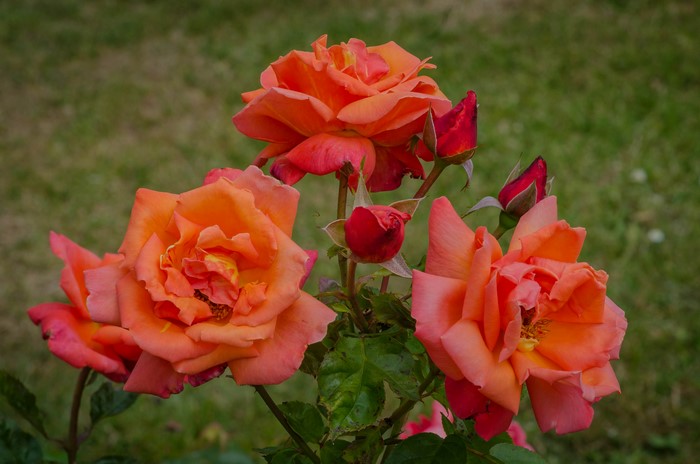 Orange and pink roses with red buds
