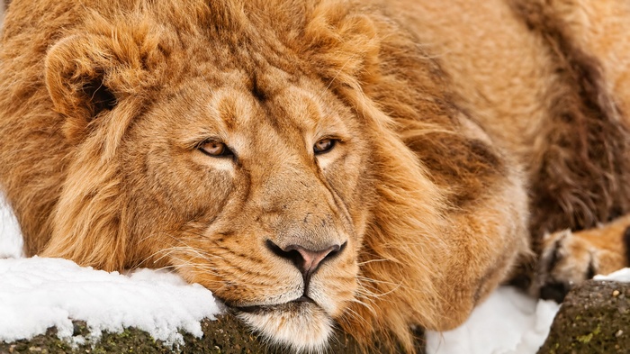 Close-up of a lion's face in the snow