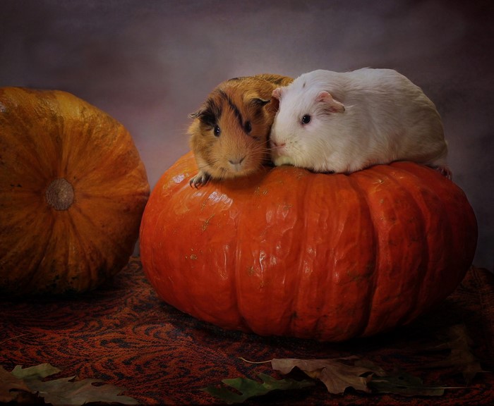 Two guinea pigs on a pumpkin