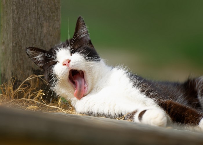Black and white cat yawning outdoors