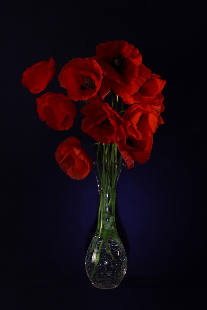 Red poppies in a glass vase on a dark background