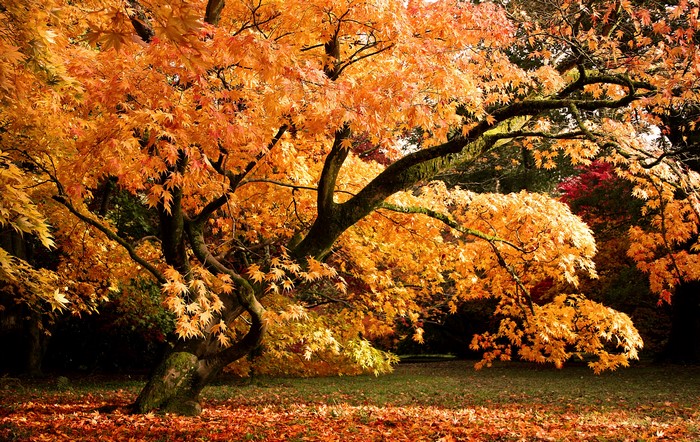 Autumn foliage at Westonbirt Arboretum, United Kingdom