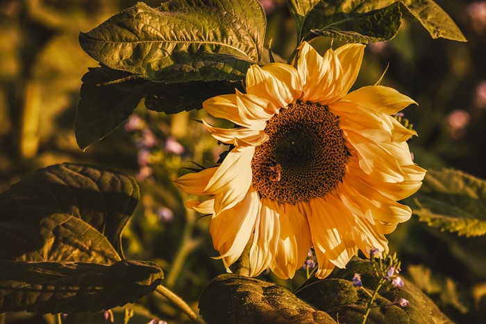 4K Sunflower with a Bee