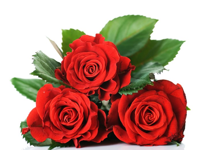 Three red roses on a white background