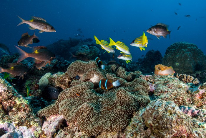 Colorful Fish and Corals in Underwater Ocean Scene