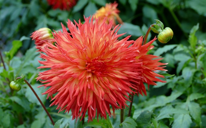 4K Dahlias closeup with flower buds
