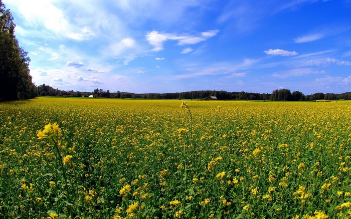 Field of yellow flowers under a blue sky