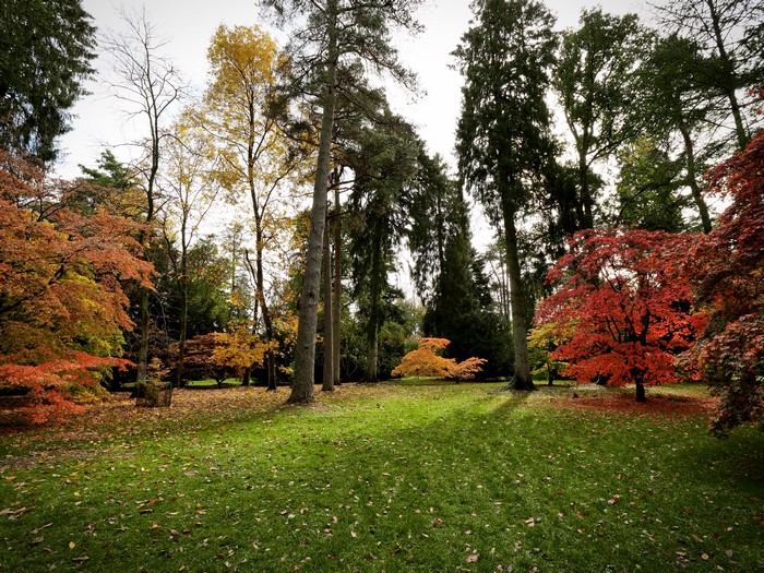 Autumn trees in Westonbirt Arboretum, United Kingdom