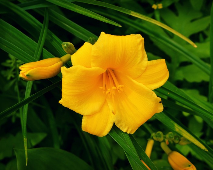Yellow Day-lily in bloom