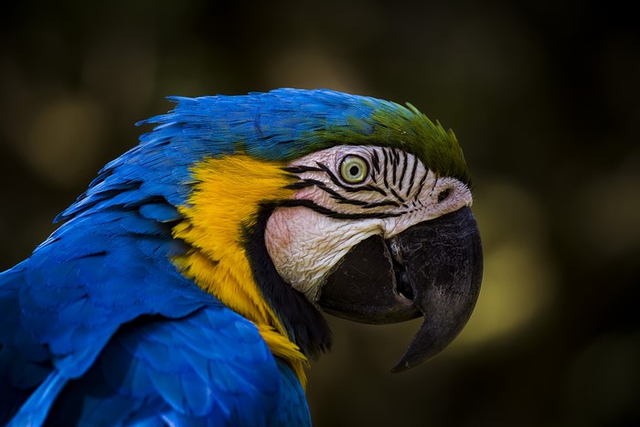 Blue and yellow macaw parrot head