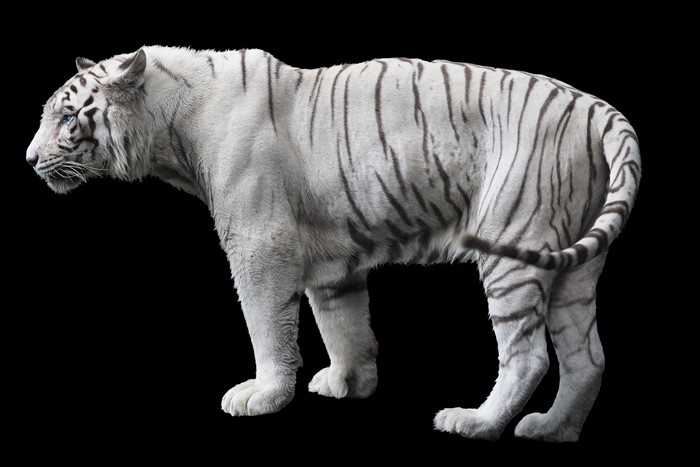 White Tiger on Black Background