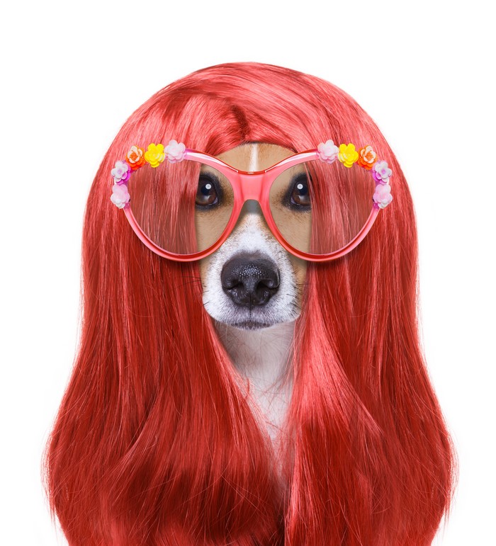 Dog wearing a red wig and flower glasses
